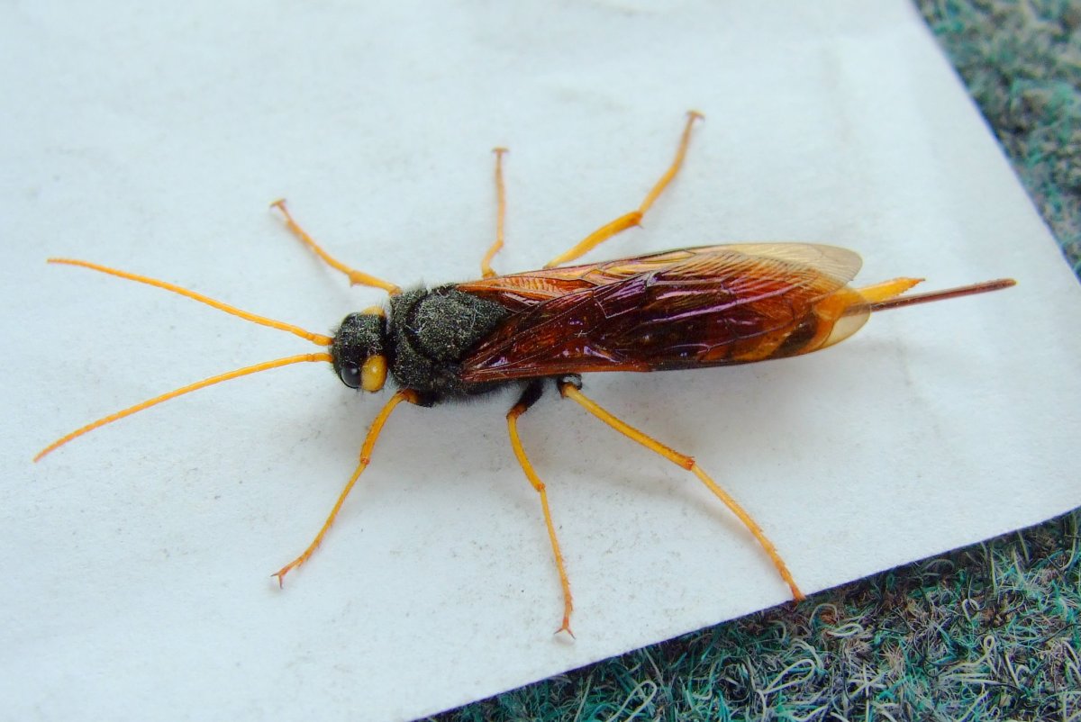 Рогохвост гигант – Urocerus Gigas