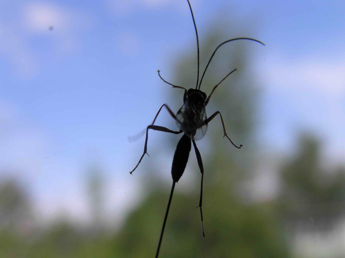 Насекомое с длинным хвостом