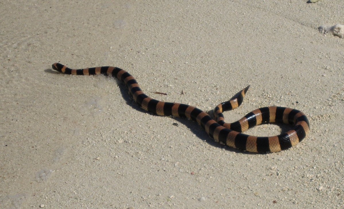 Морской Крайт змея