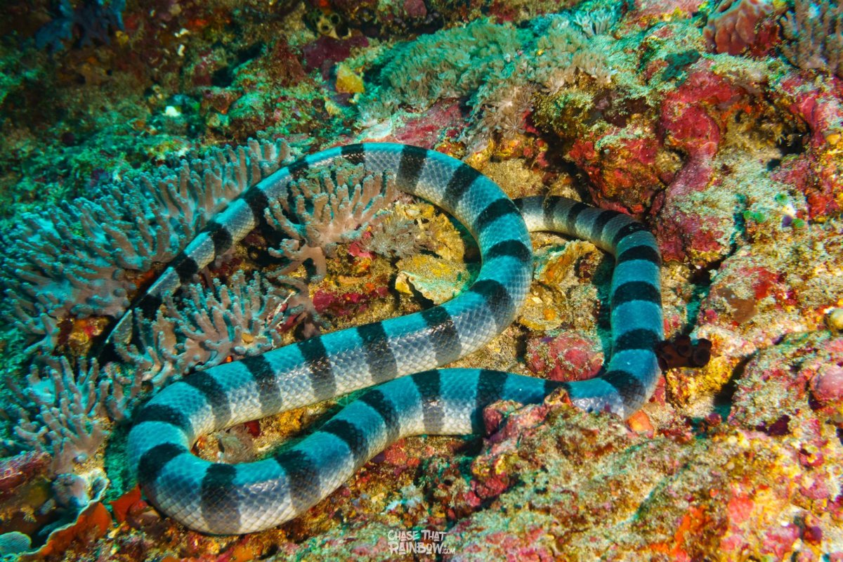 Кольчатый плоскохвост