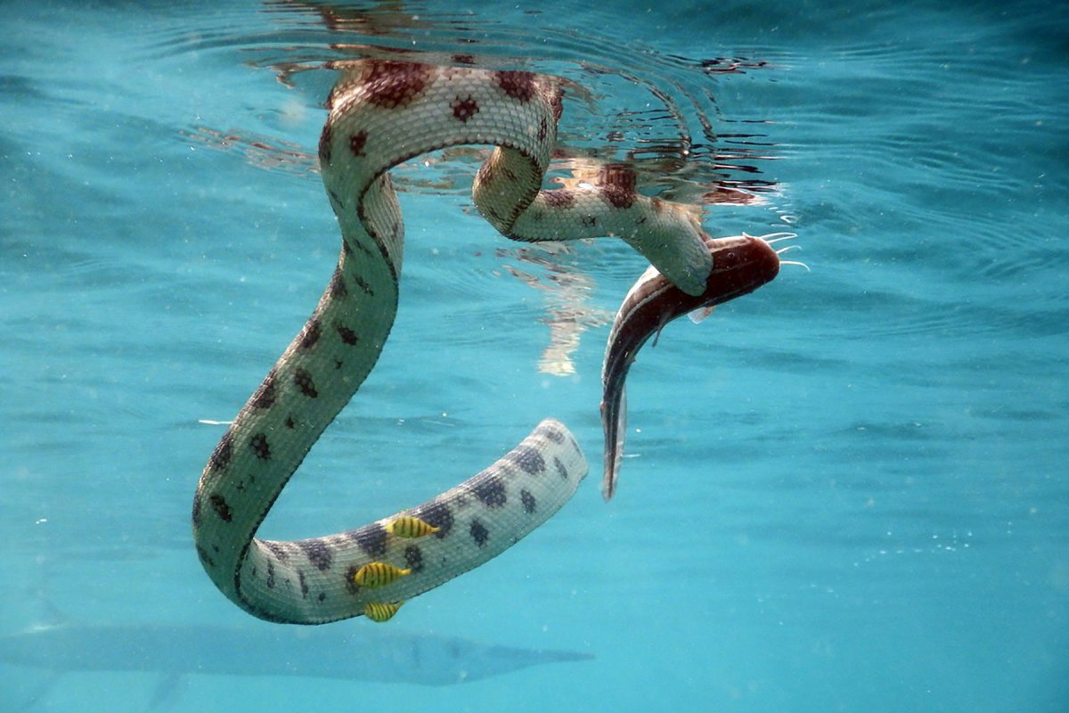 Морская змея Астроция