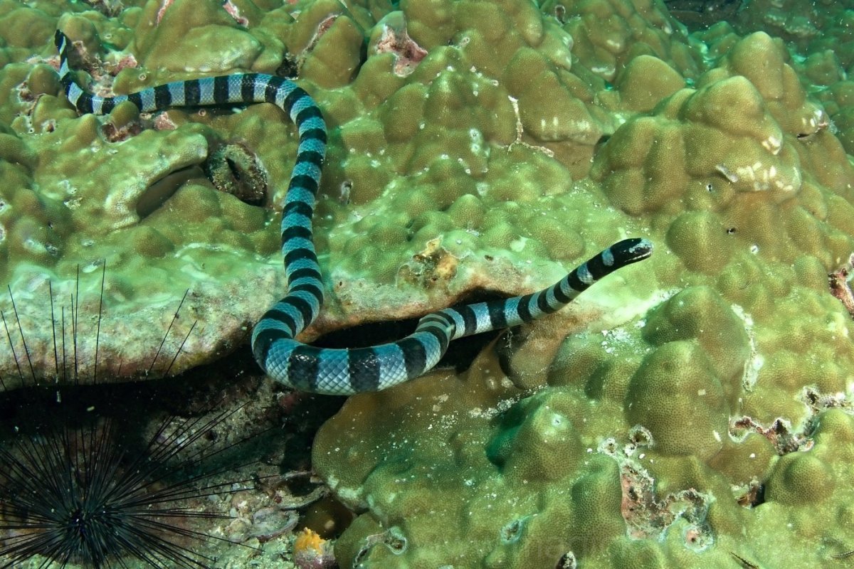 Морской Крайт плоскохвост