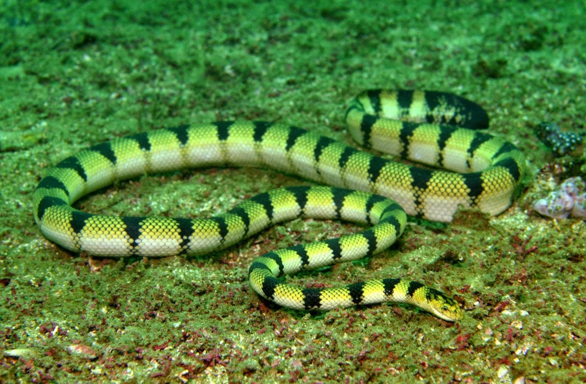 Южнокитайский многополосый Крайт