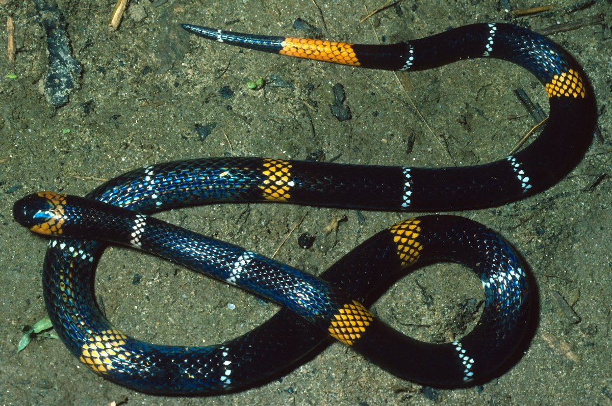 Арлекиновый коралловый Аспид