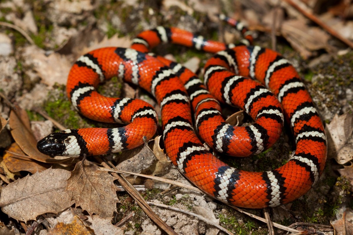 Lampropeltis zonata белая
