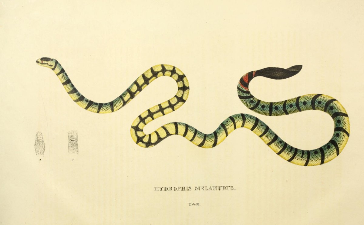 Hydrophis spiralis