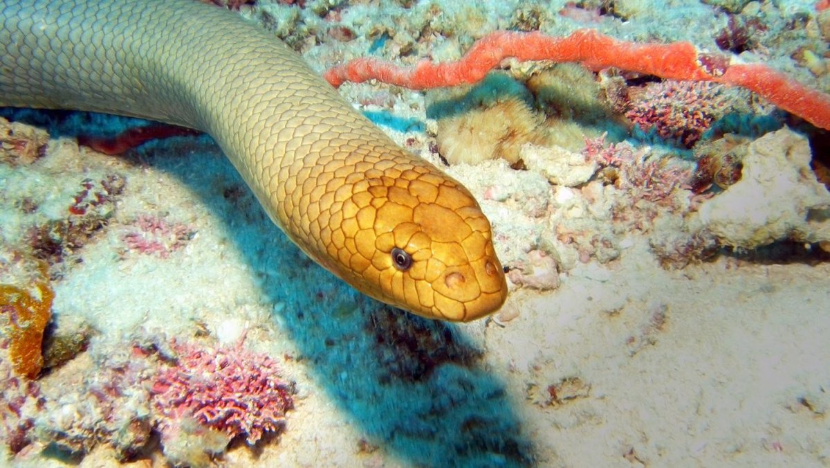 Морская змея большой Барьерный риф