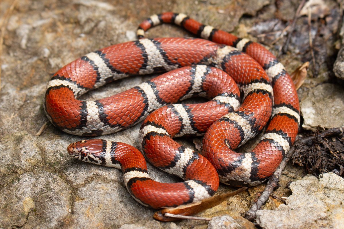 Королевская змея (Lampropeltis)