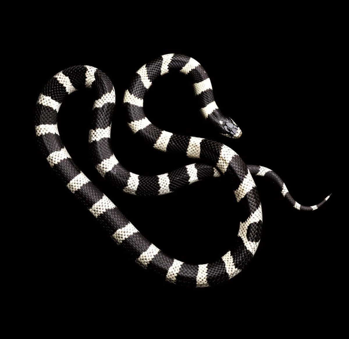 Калифорнийская Королевская змея черная