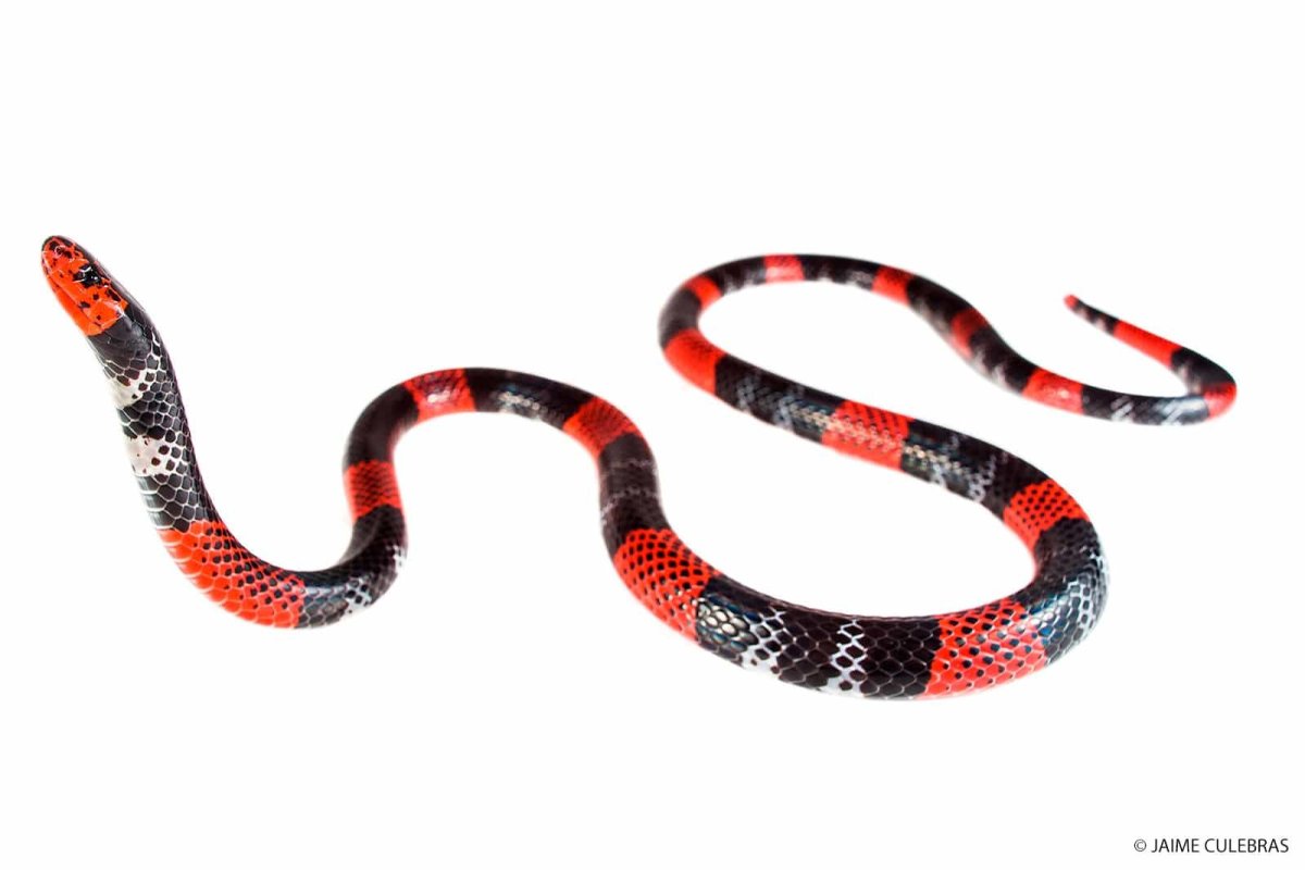 Коралловый Аспид Эстетика