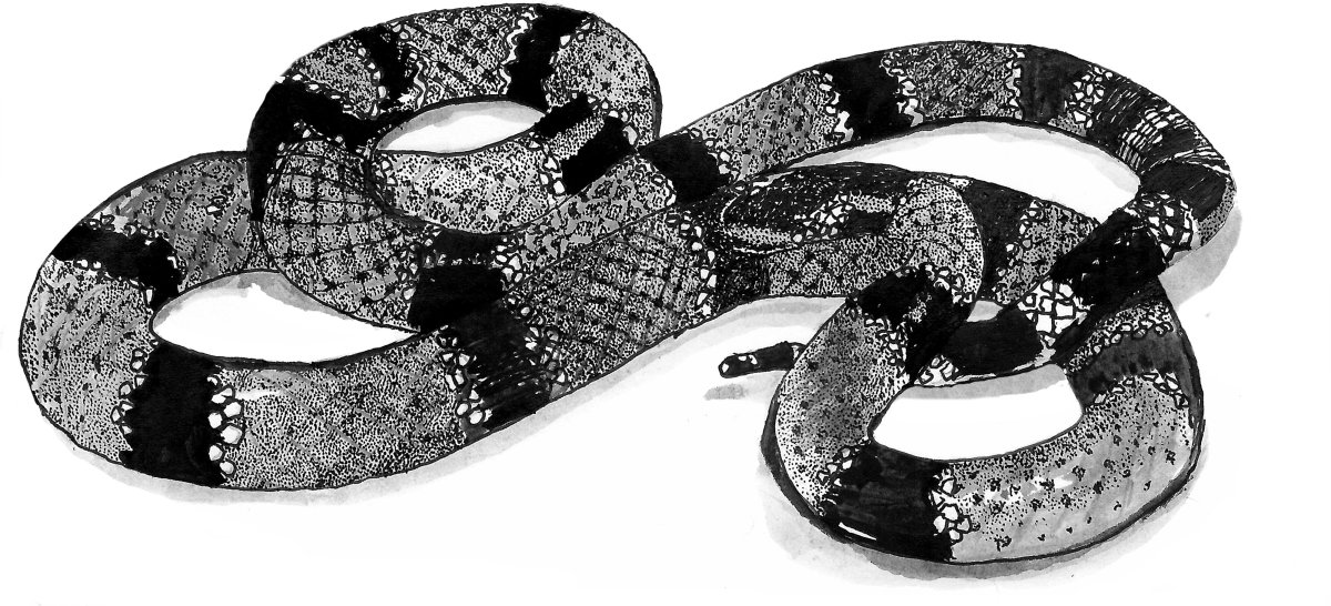 Аспид (0,5 кг)