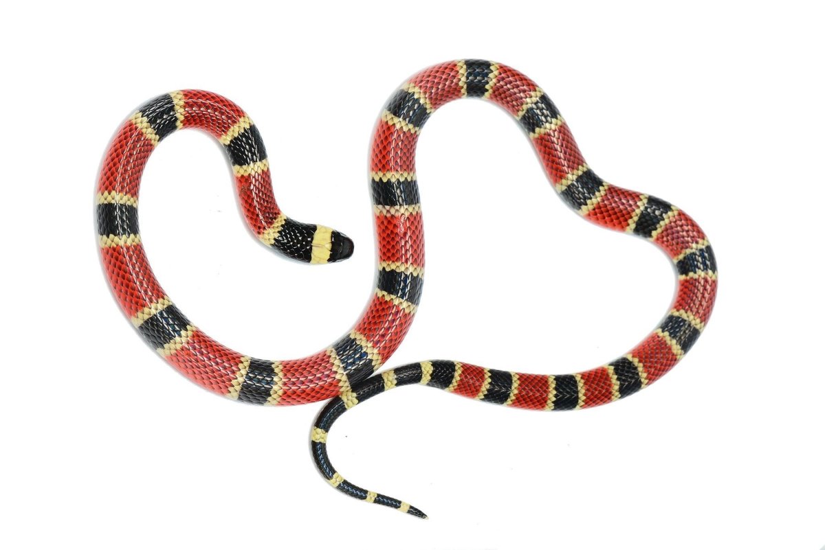 Змеи на белом фоне