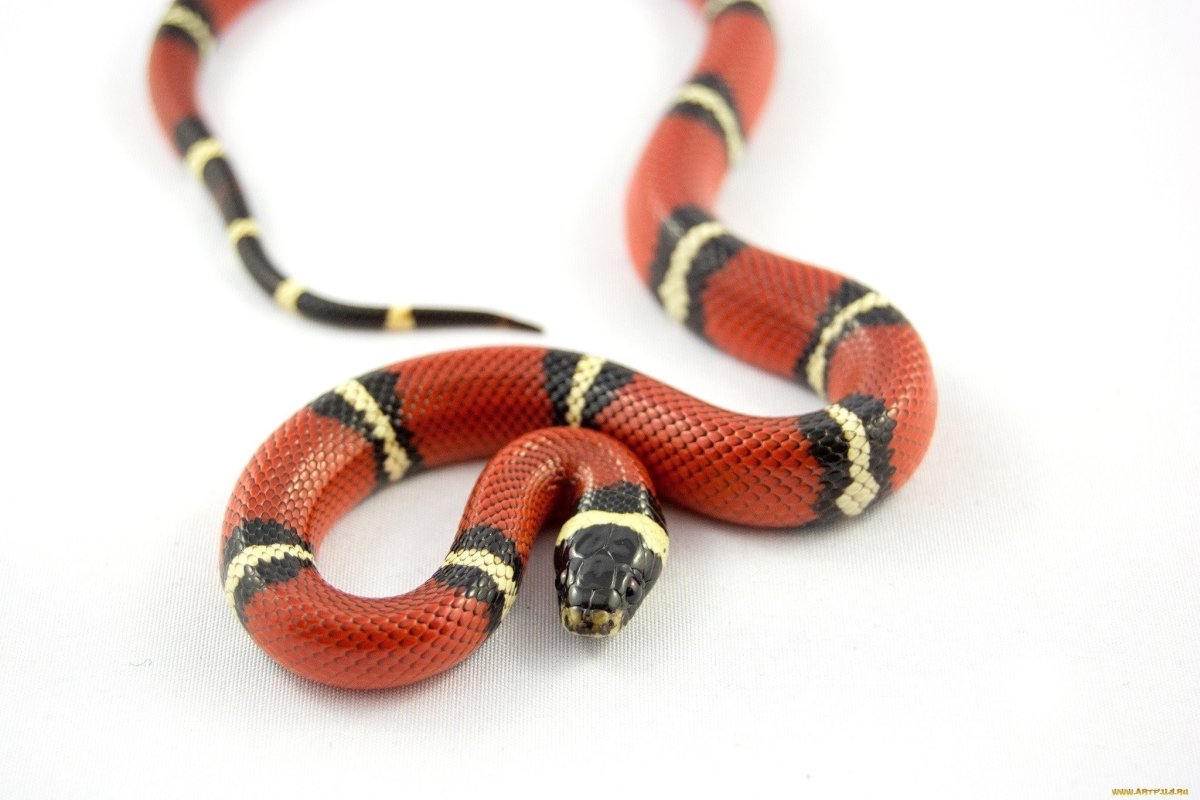 Синалойская молочная змея