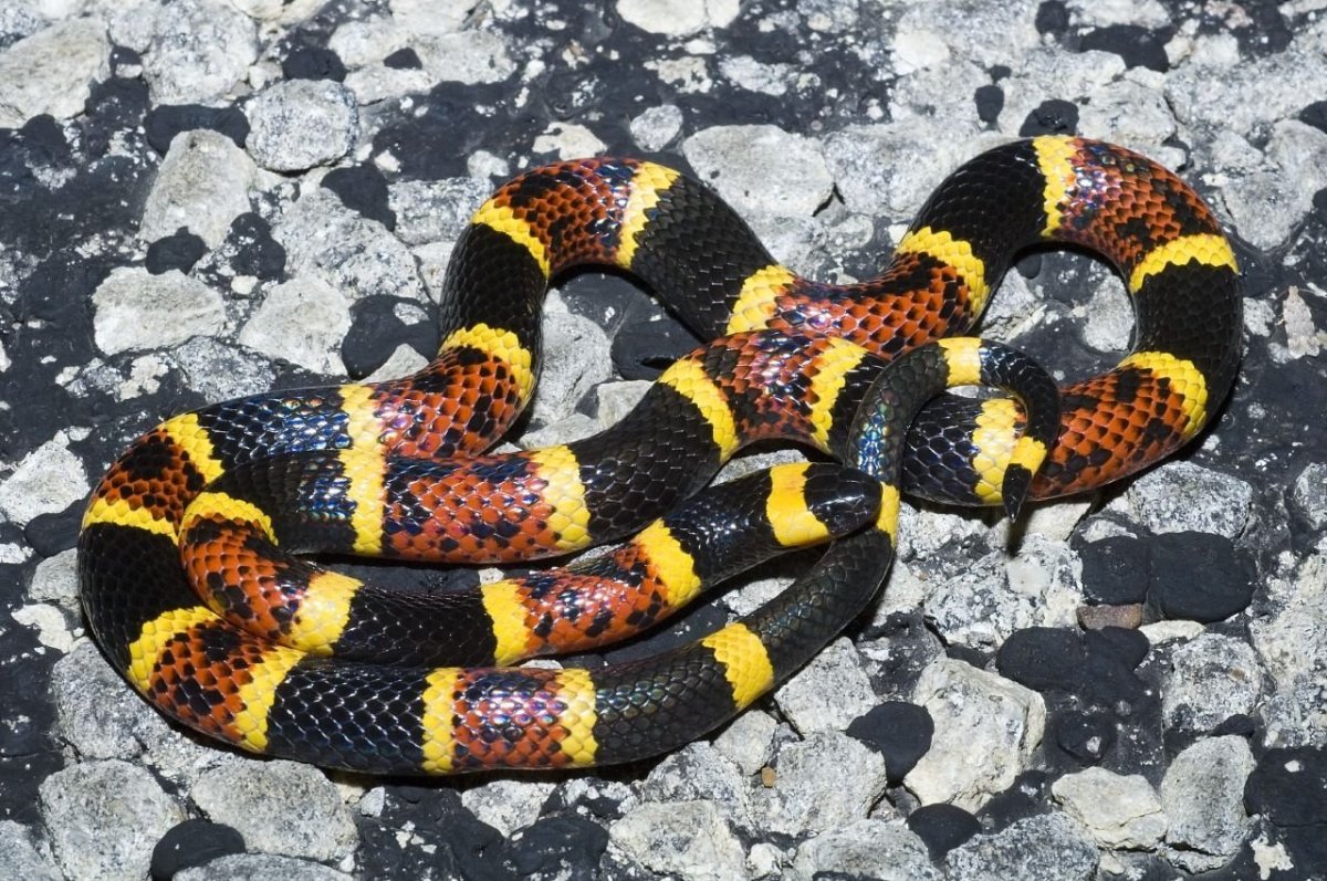 Змея коралловый Аспид