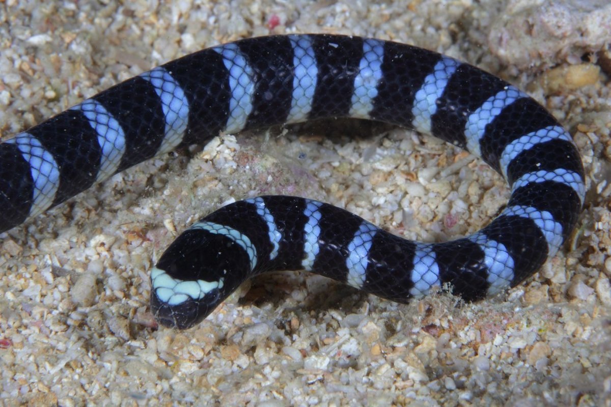 Малайский синий Крайт