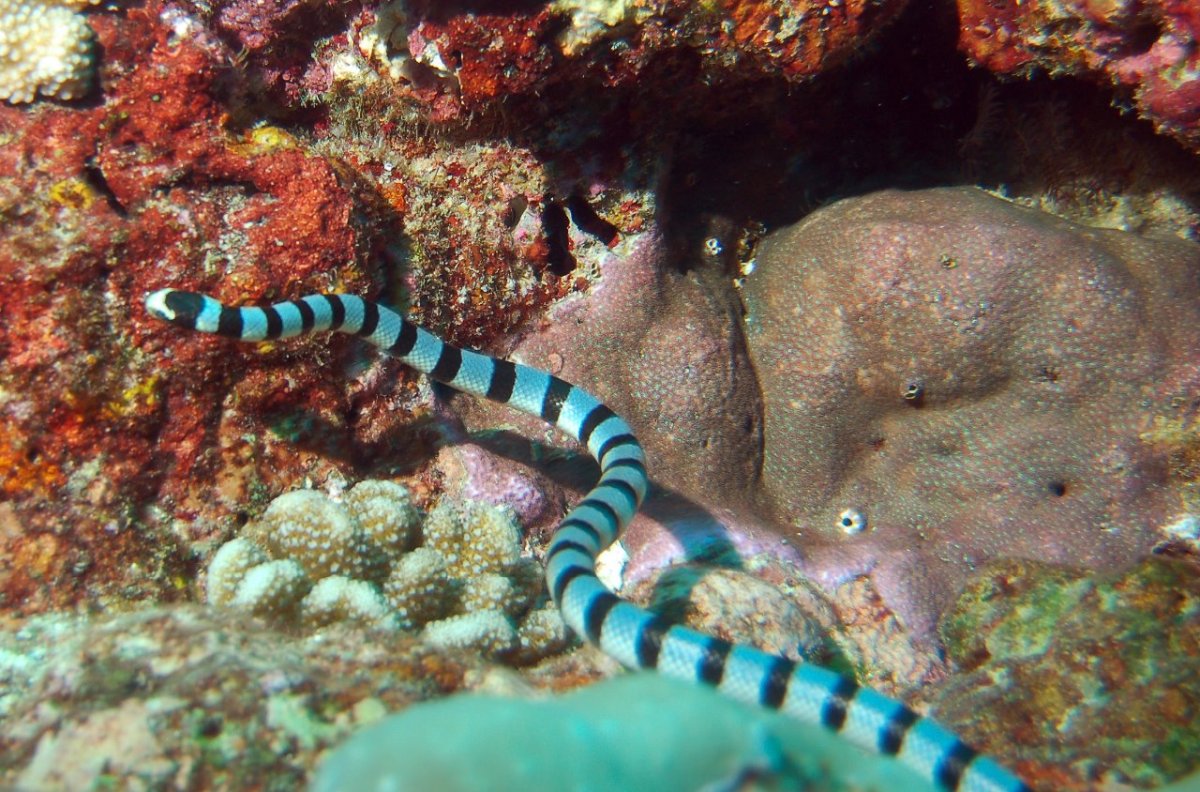 Ужевидный морской Крайт