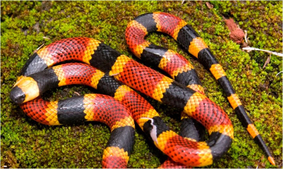 Обыкновенный коралловый Аспид