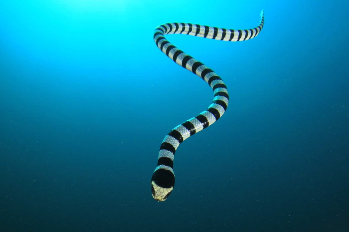 Змея картинка вид сверху