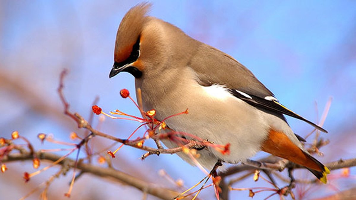 Американский свиристель