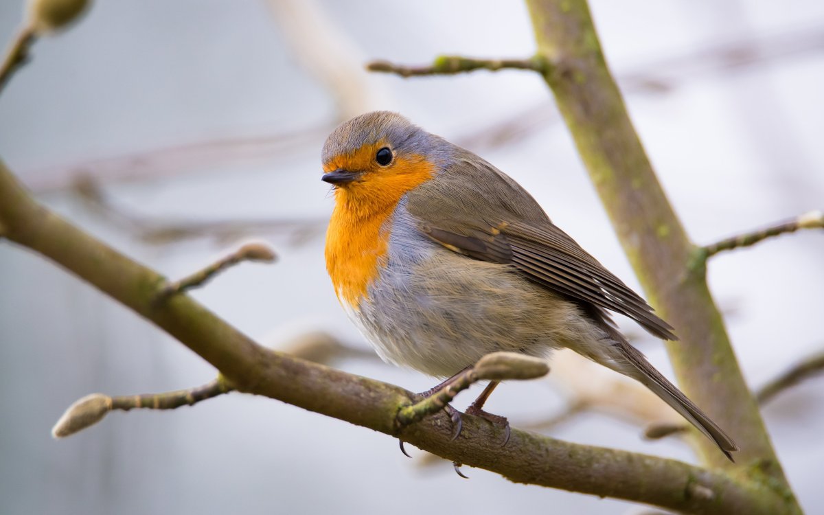 Робин птица