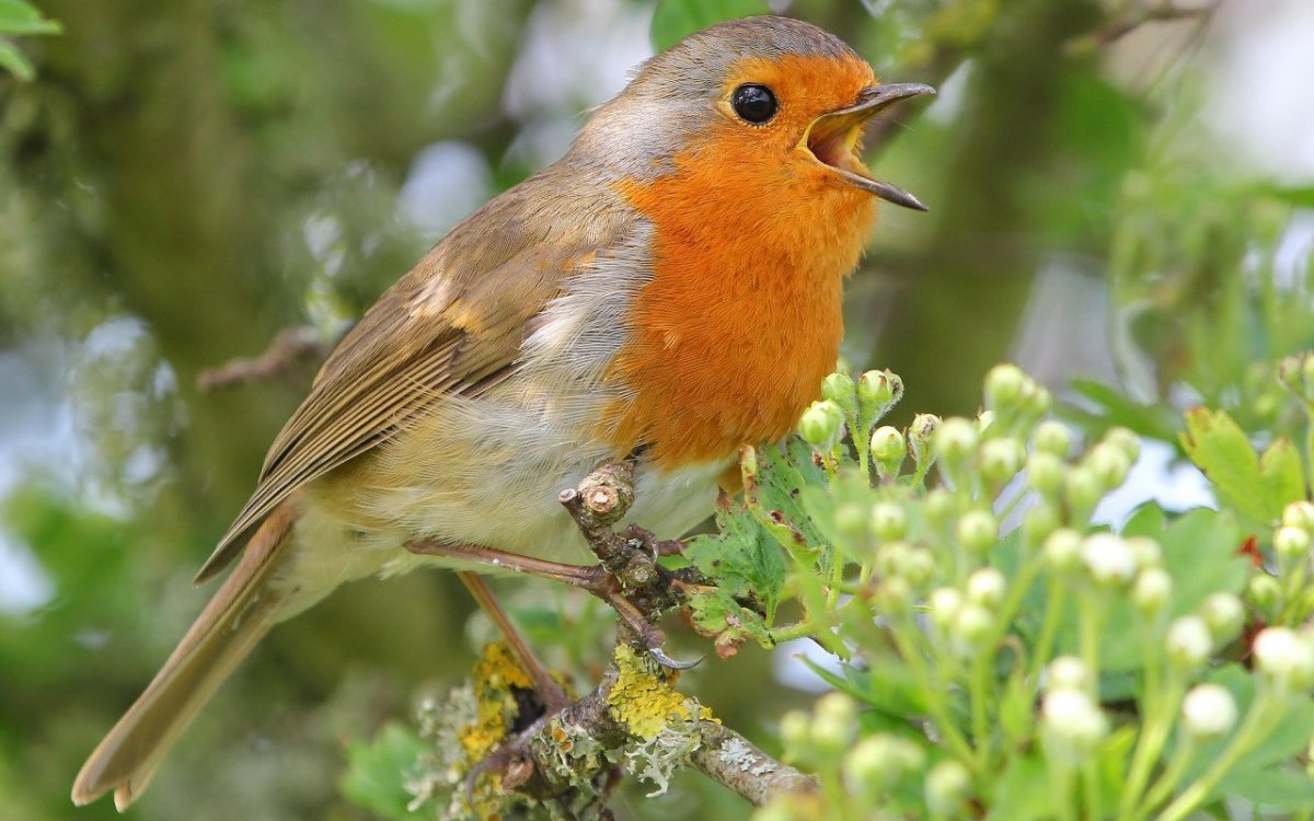 Зарянка цветок