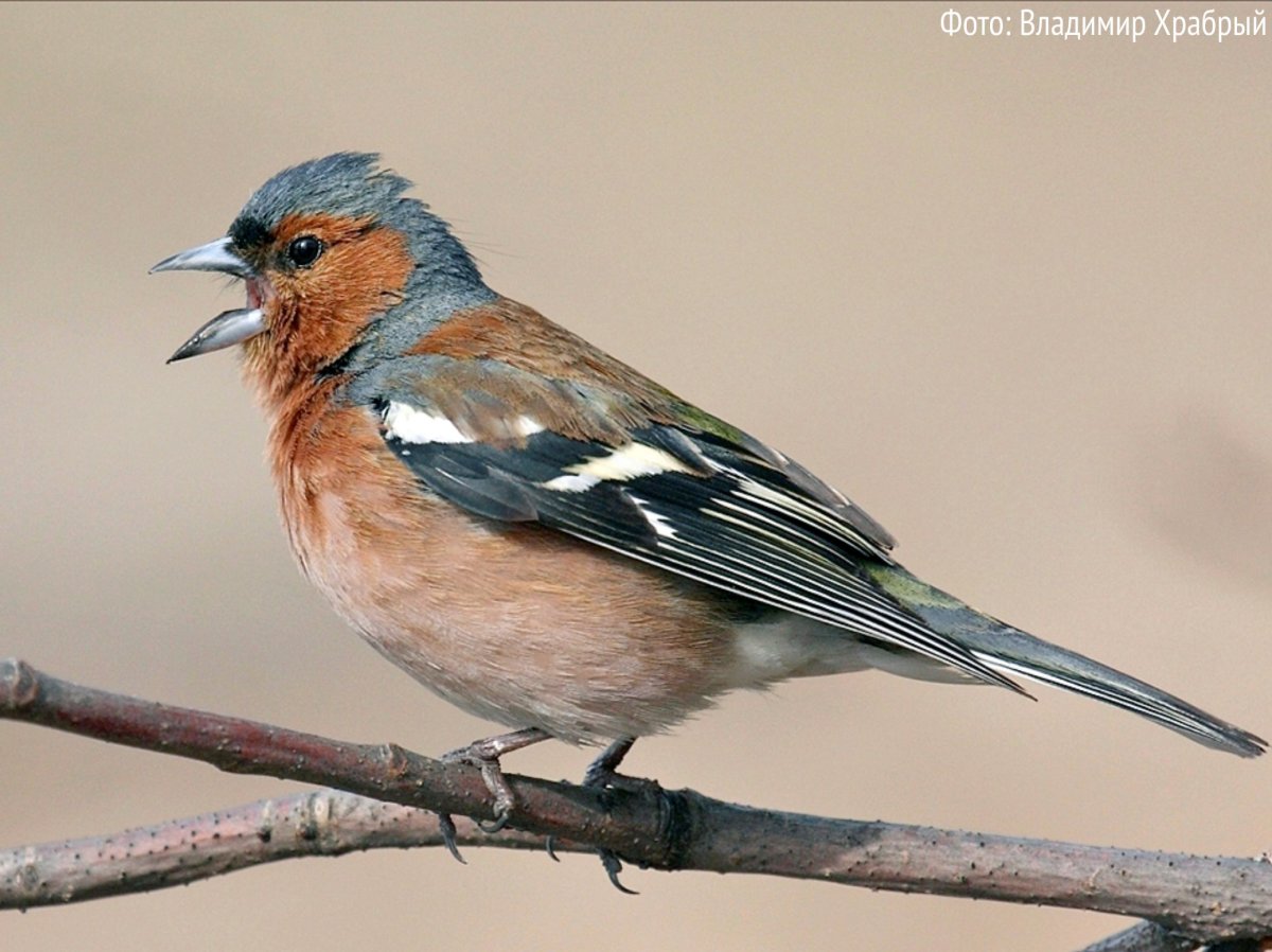 Птицы Ленинградской области Зяблик
