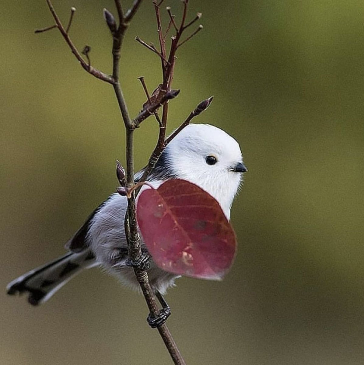 Милая красивая птичка
