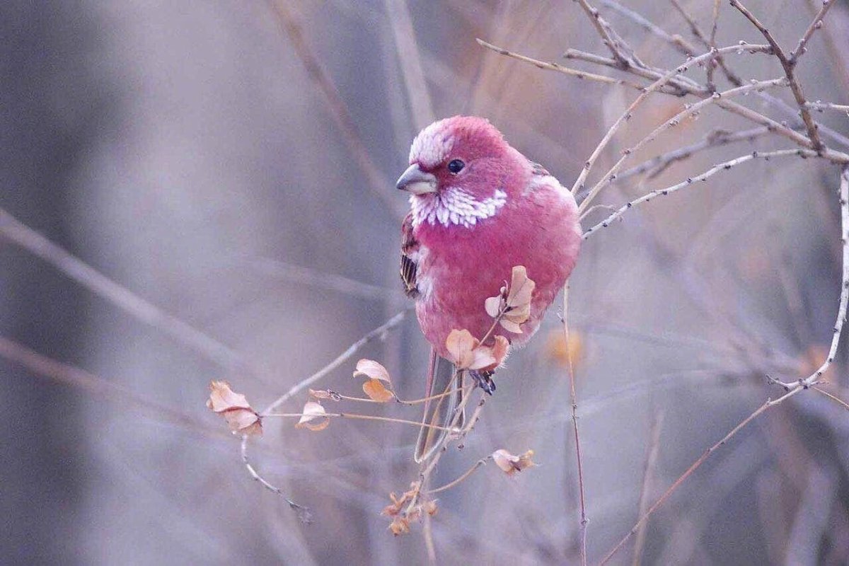 Маленькие розовые птички