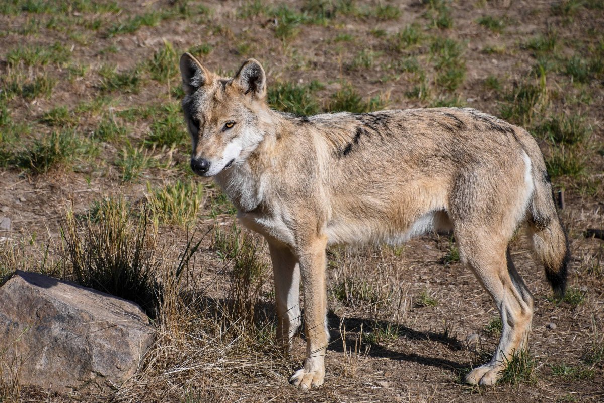 Степной волк Казахстана