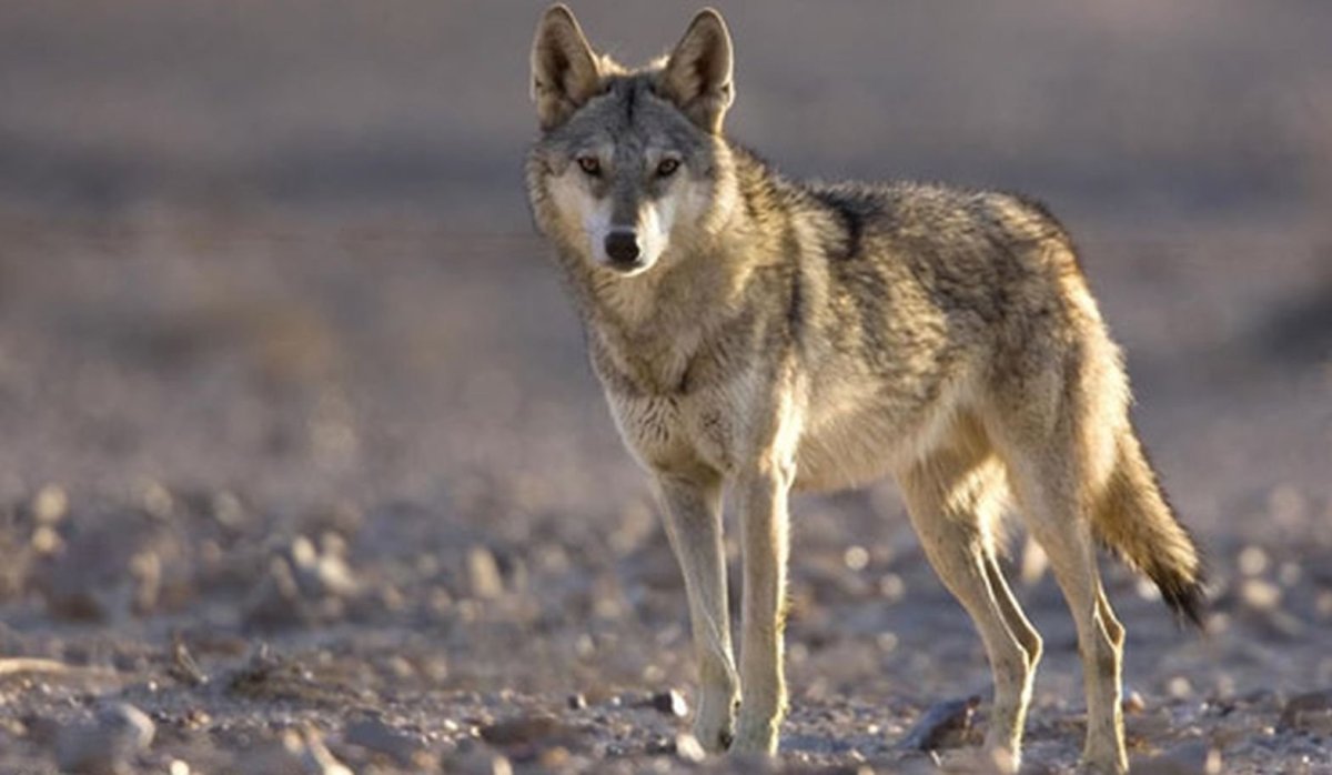 Животные степи Степной волк