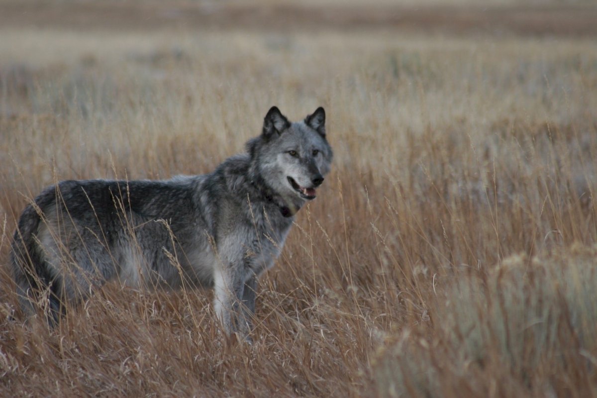 Canis Lupus Campestris
