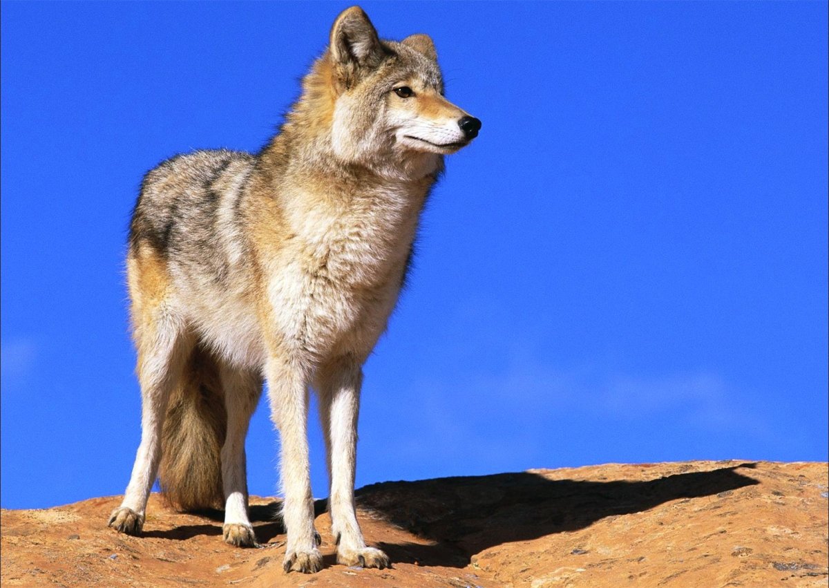 Степной волк Казахстана