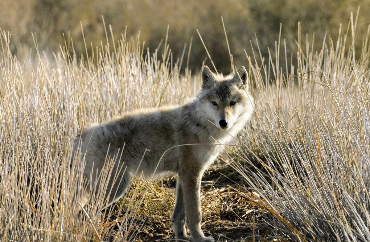 Степной волк Астрахань