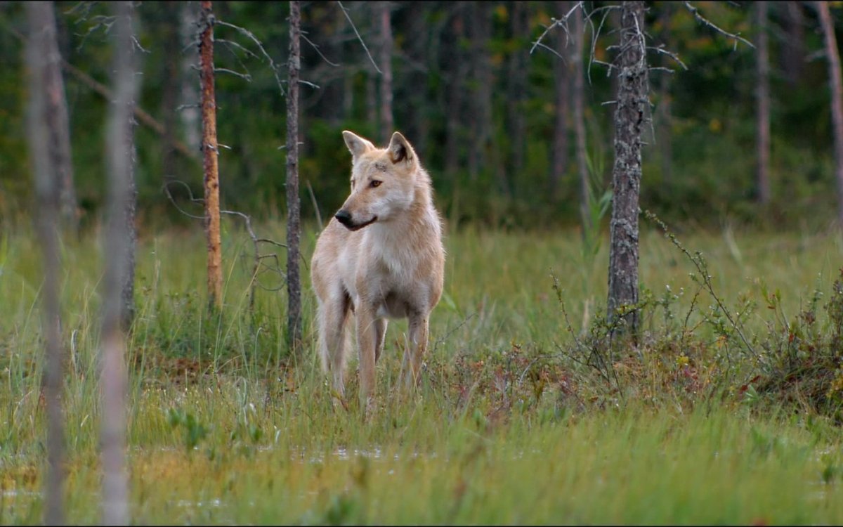 Волк в поле