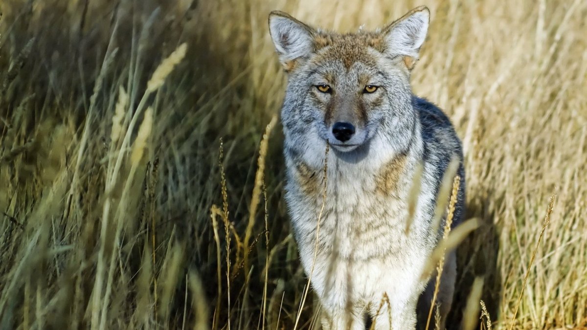 Животные степи Степной волк
