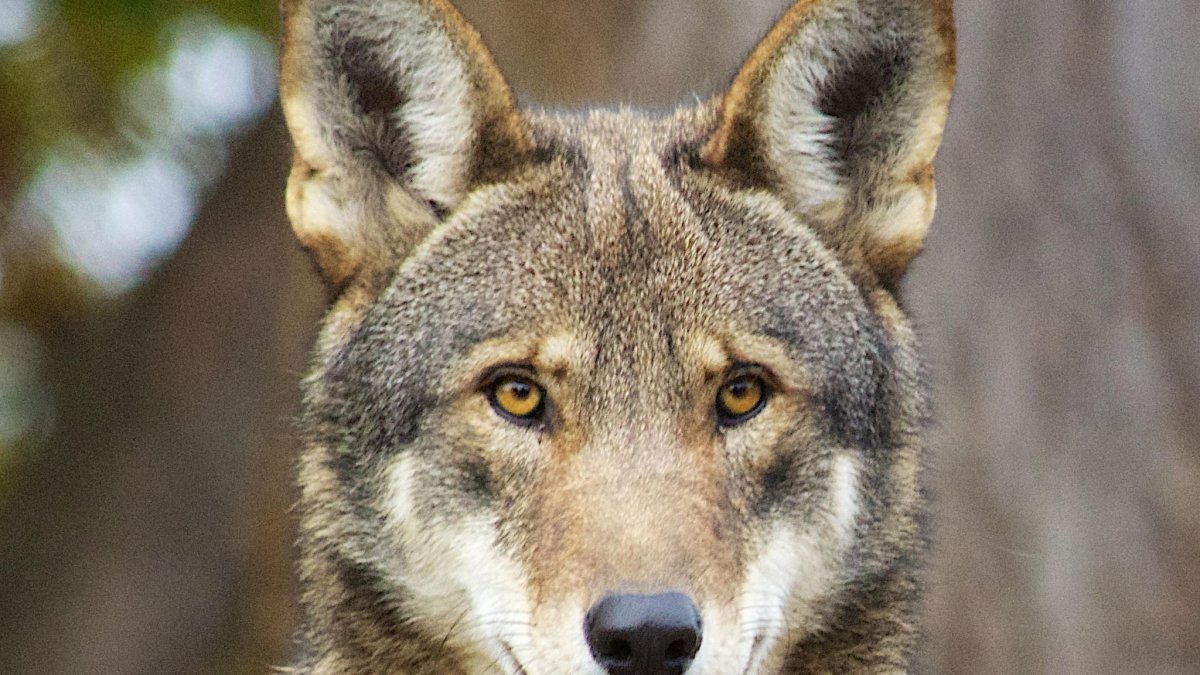 Макензенский волк