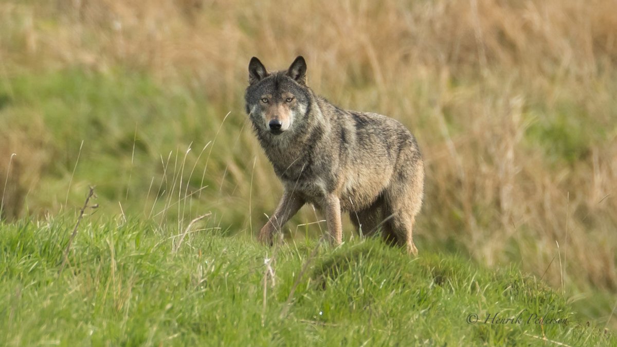 Степной волк Казахстана