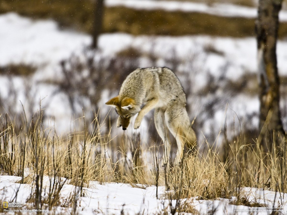 Койот охотится