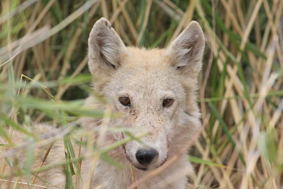 Волк Лиакон
