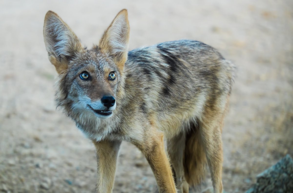 Койот Степной волк
