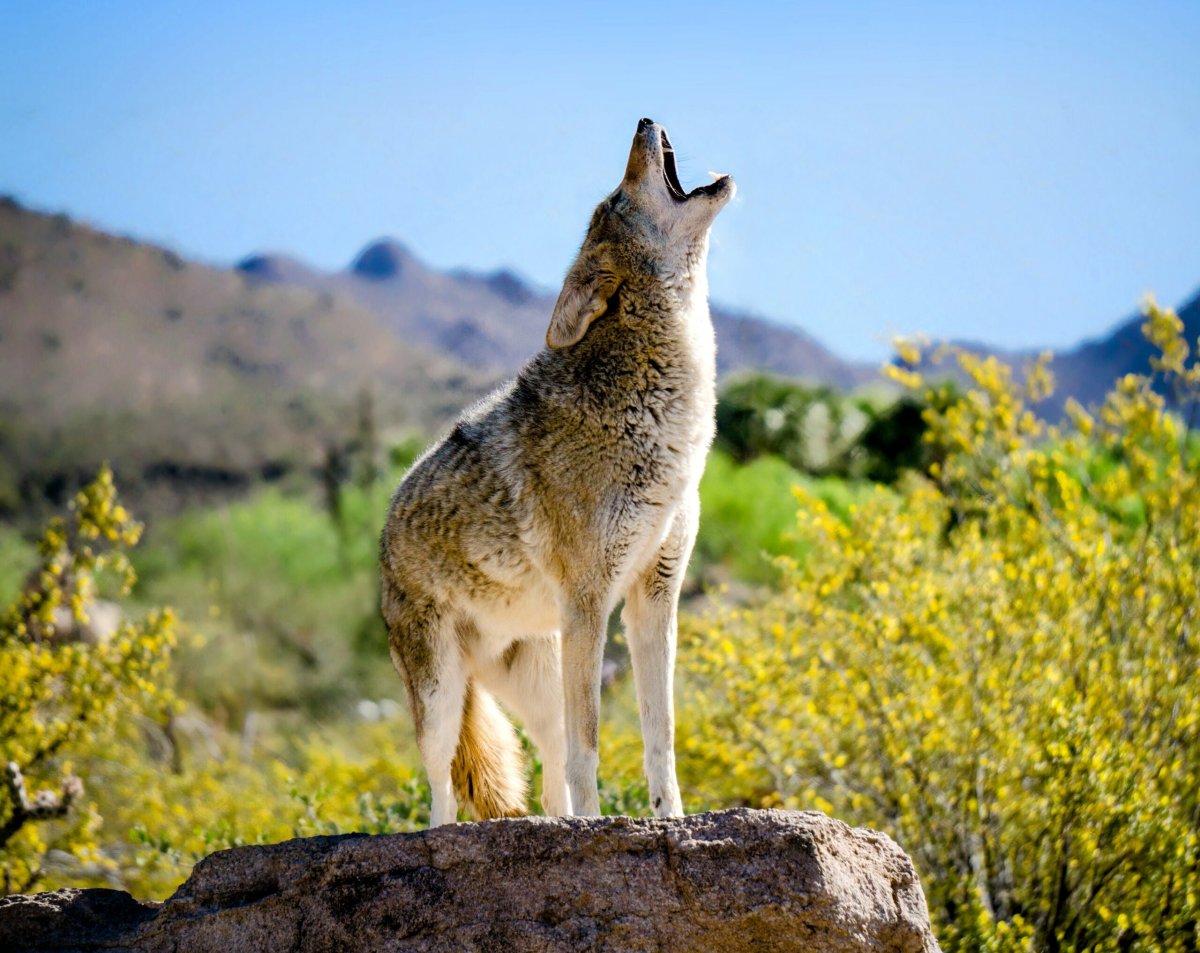 Горы Корсак бас животные которые обитают в степи