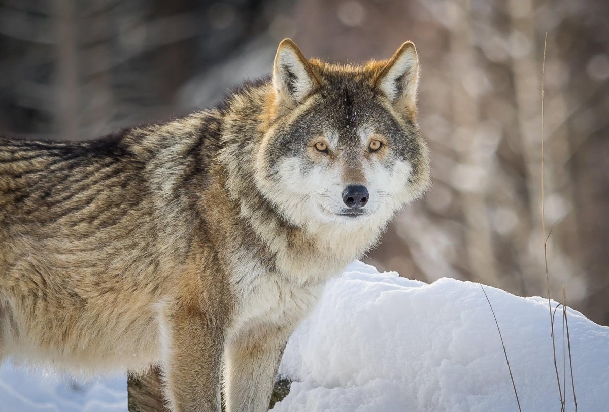 Домашний волк