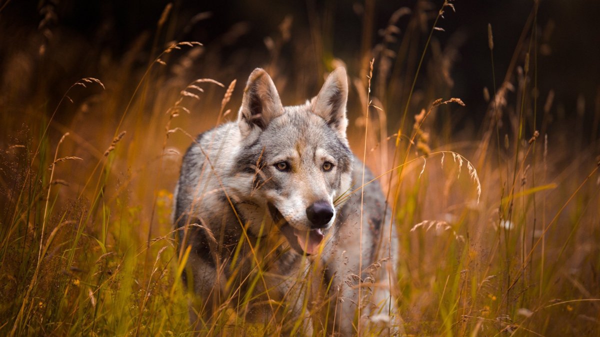 Морда волка