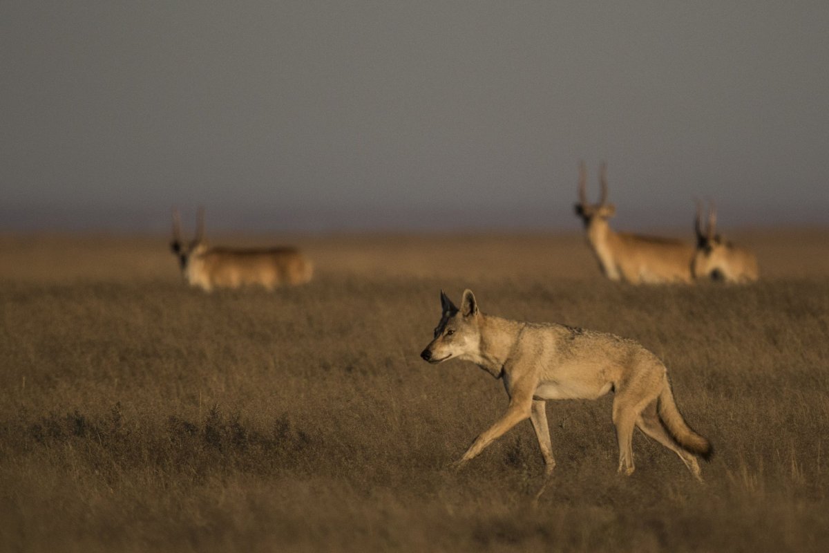 Сайгак в Астраханской области Степной