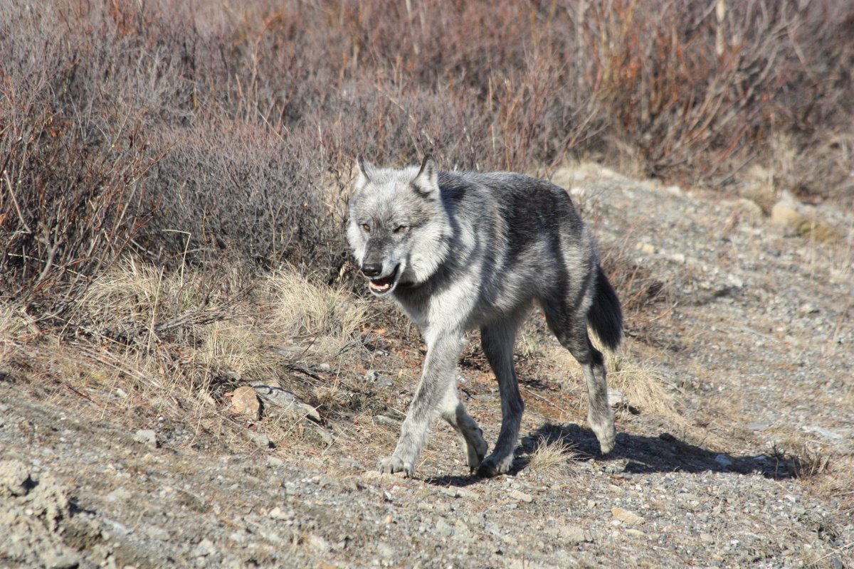 Степной волк Монголия