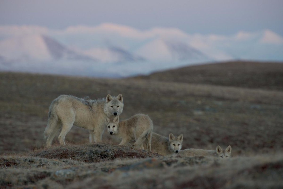 Стая степных Волков