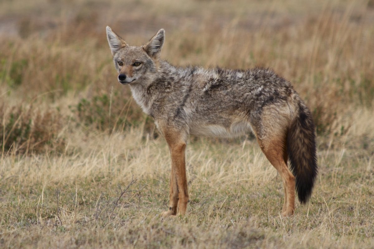 Североафриканский Шакал