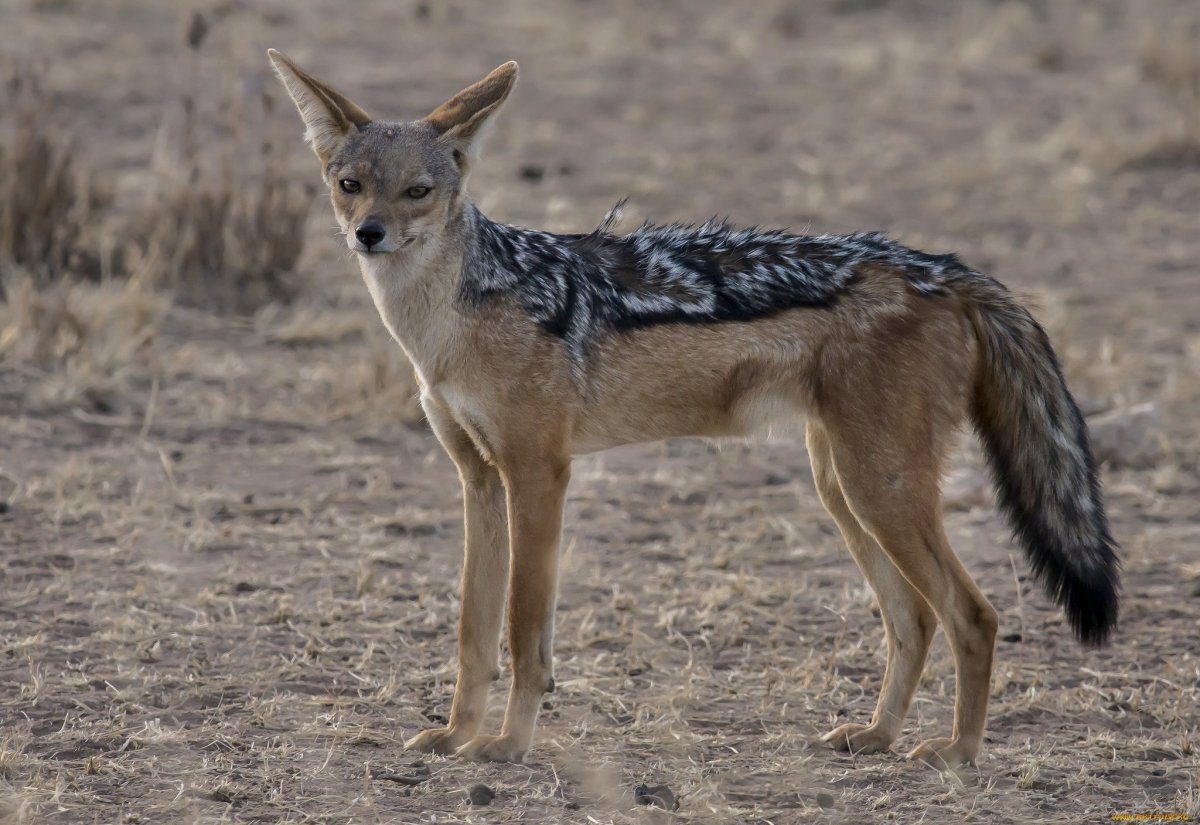 Волк койот и Шакал