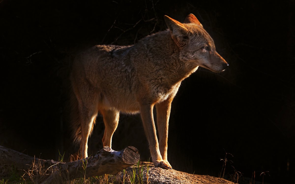 Волк и койот