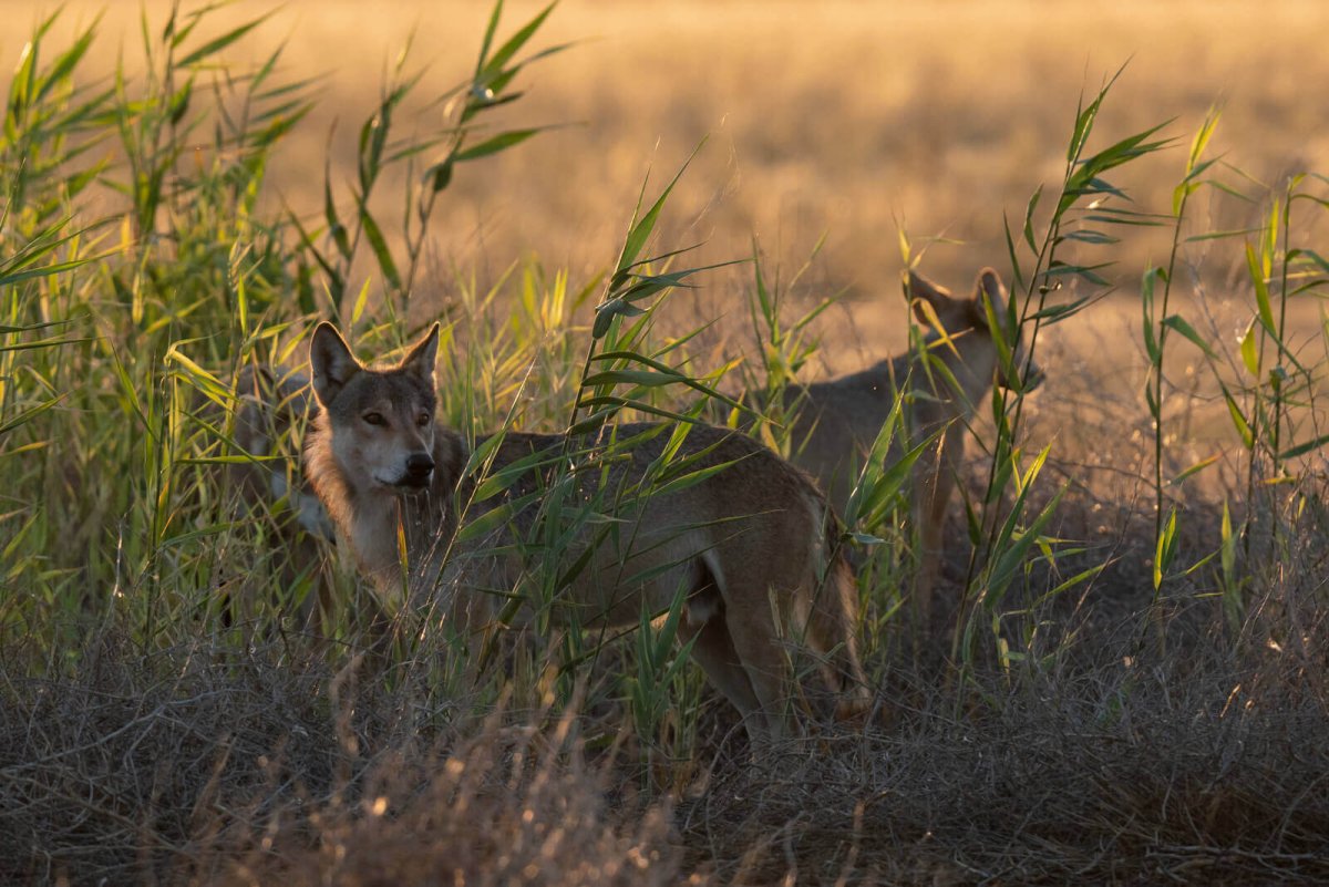 Степной волк Астраханской области